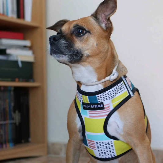 Arnés body para perro cómodo y transpirable Thor