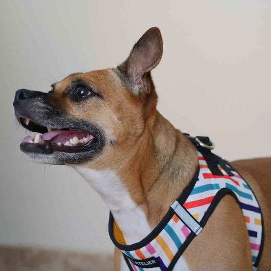 Arnés body para perros activos FIESTA