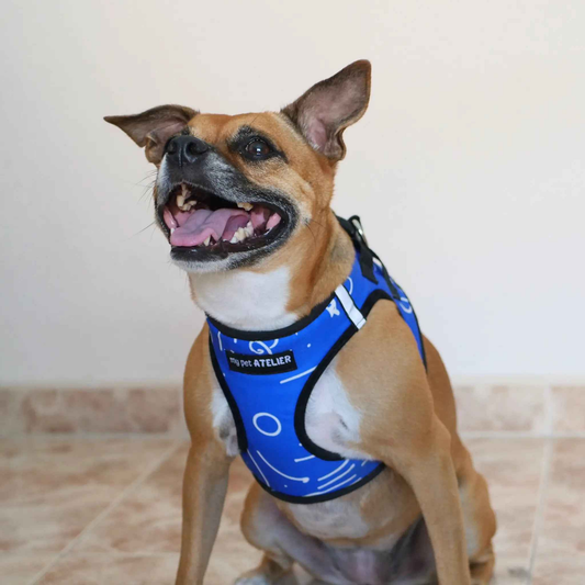 Arnés Body para perro acolchado y cómodo Blue
