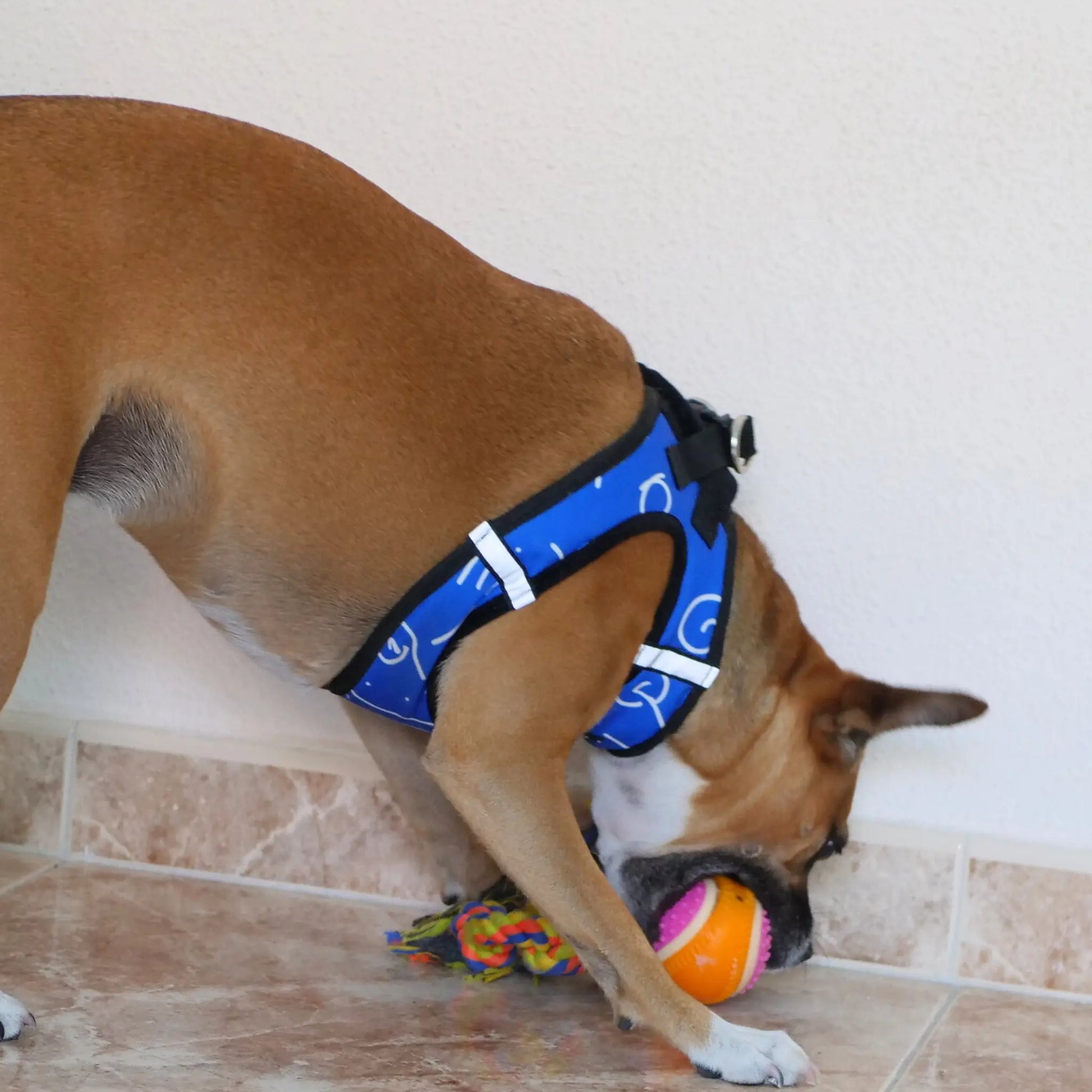 Arnés Body 'Blue' Mi tienda