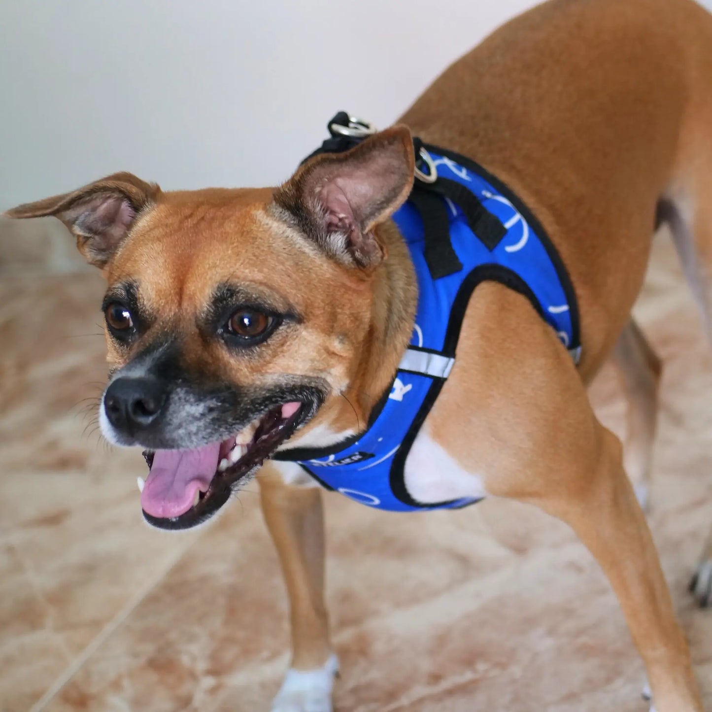 Arnés Body 'Blue' Mi tienda