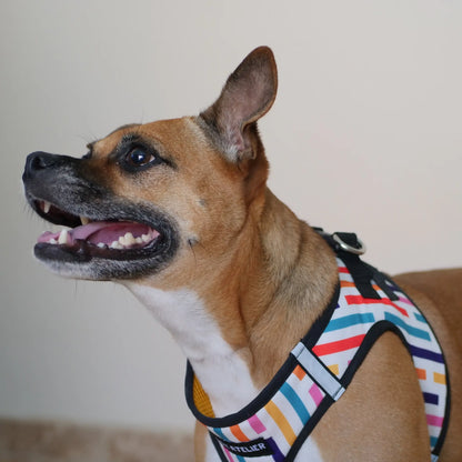 Arnés Body 'Fiesta' Mi tienda