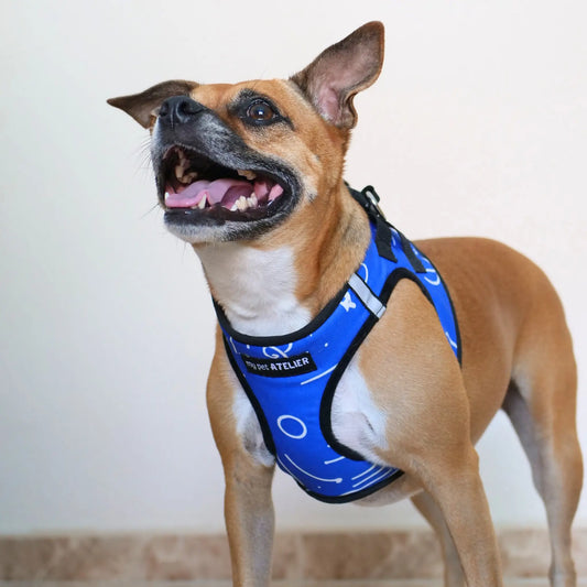 Arnés Body 'Blue' Mi tienda