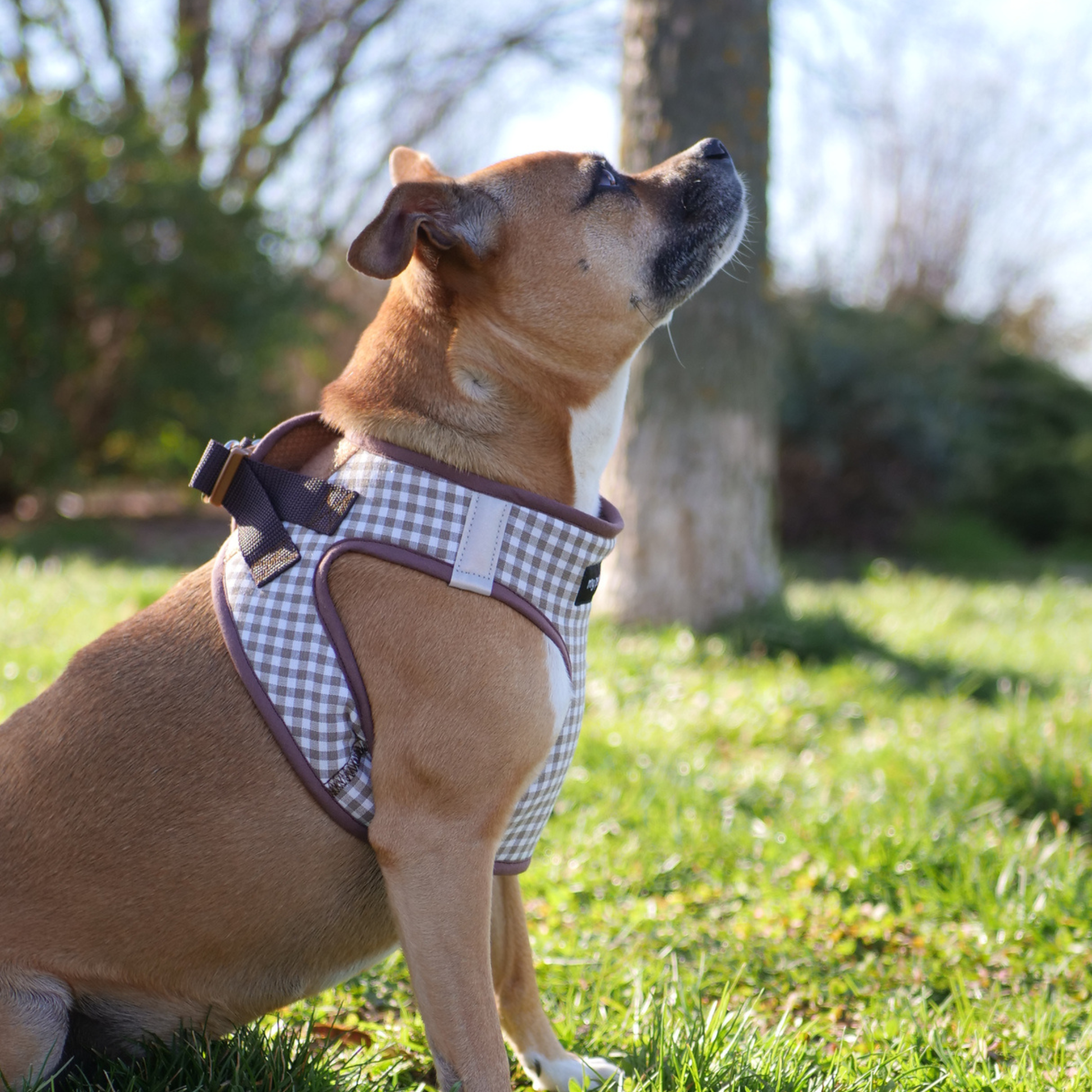 arnes body para perro a medida