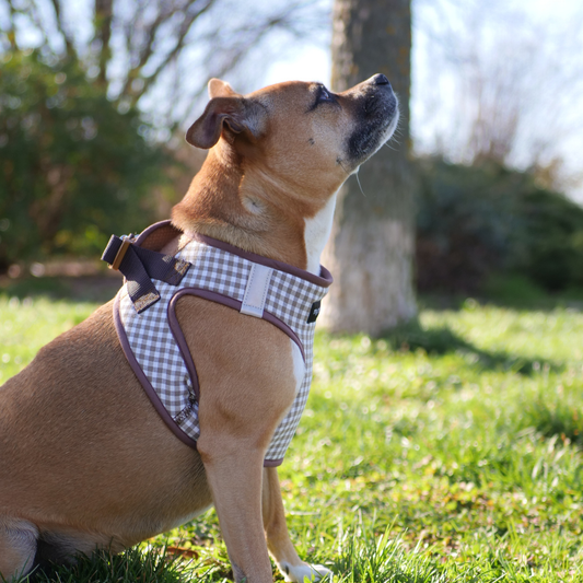 arnes body para perro a medida