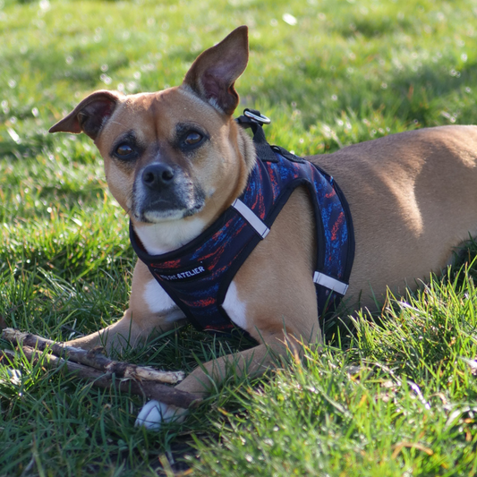 arnes body para perro macho