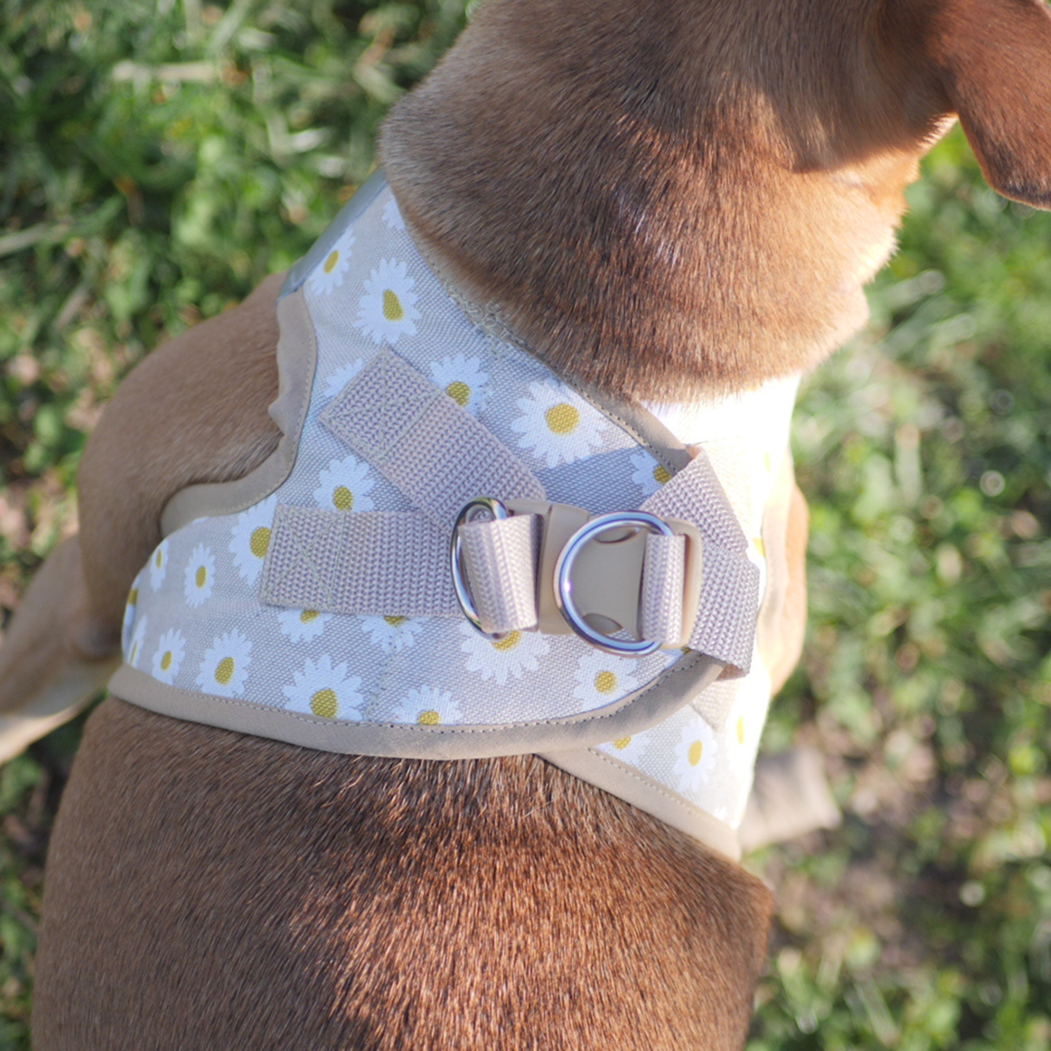 Arnés Body para perro con diseño de margaritas, fácil de poner, de la marca Mi tienda, ajustado y cómodo para mascotas.