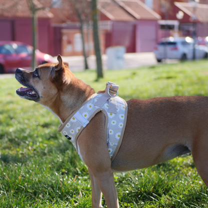 arnes body para perro de margaritas