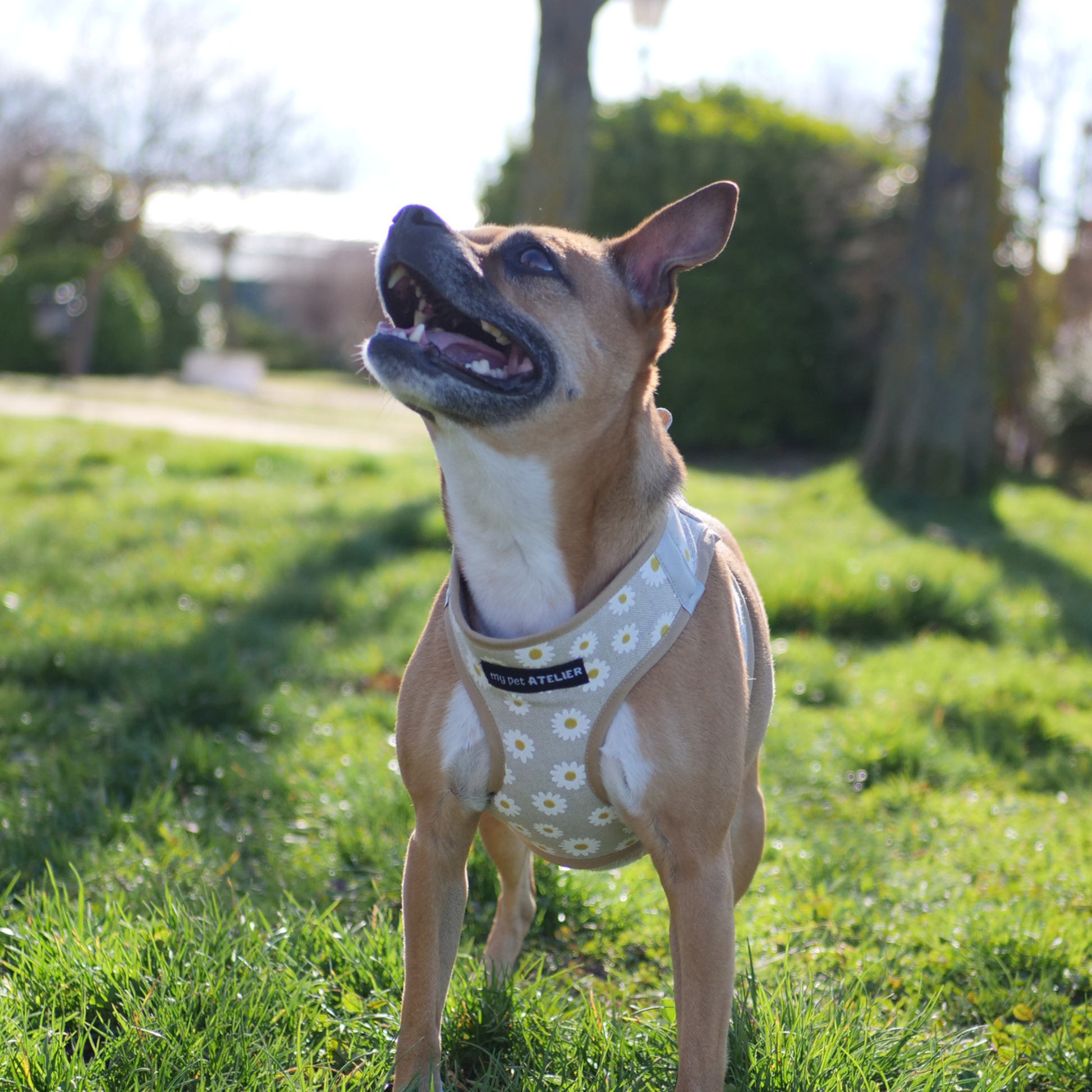 arnes body para perro de margaritas