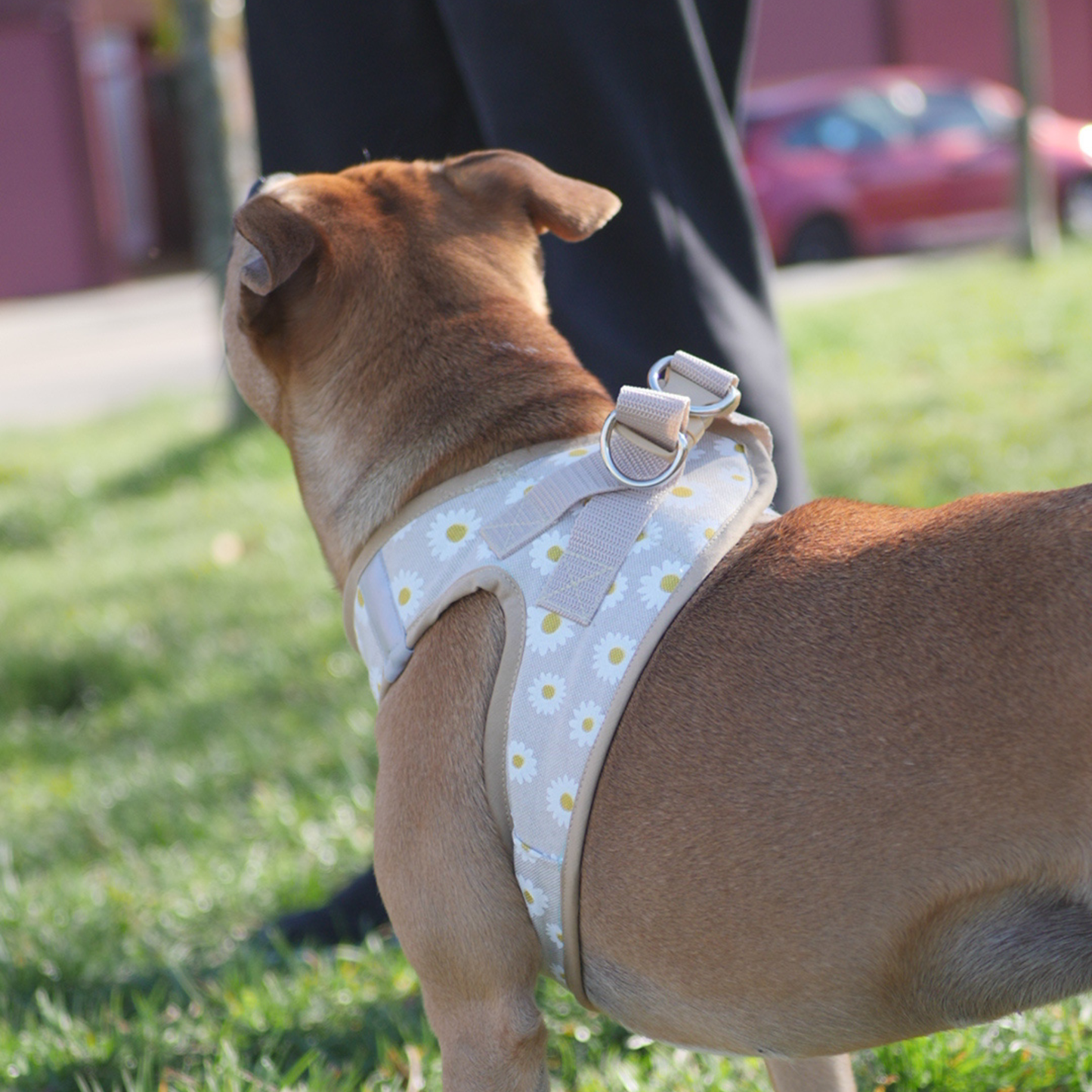 arnes body para perro de flores