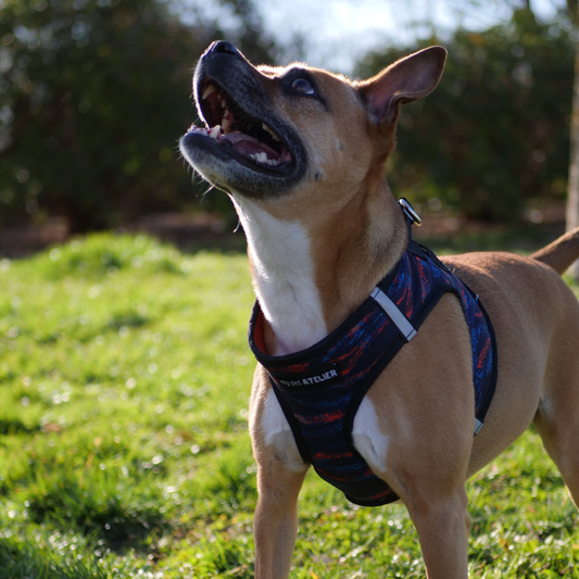 Arnés Body para perro 'Noche'