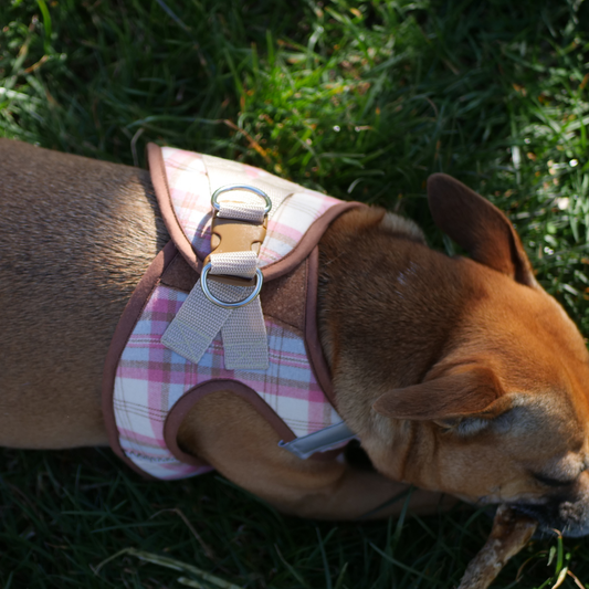 Arnés para perro Rosa Escosés