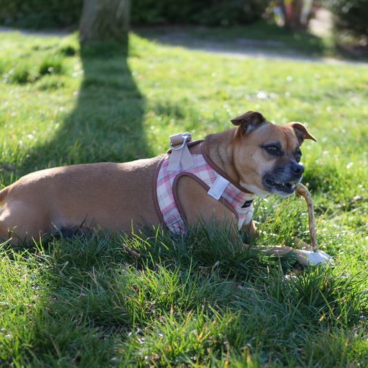 Arnés para perro de cuerpo en color rosa escocés, diseño clásico y cómodo, ideal para paseos seguros y elegantes.
