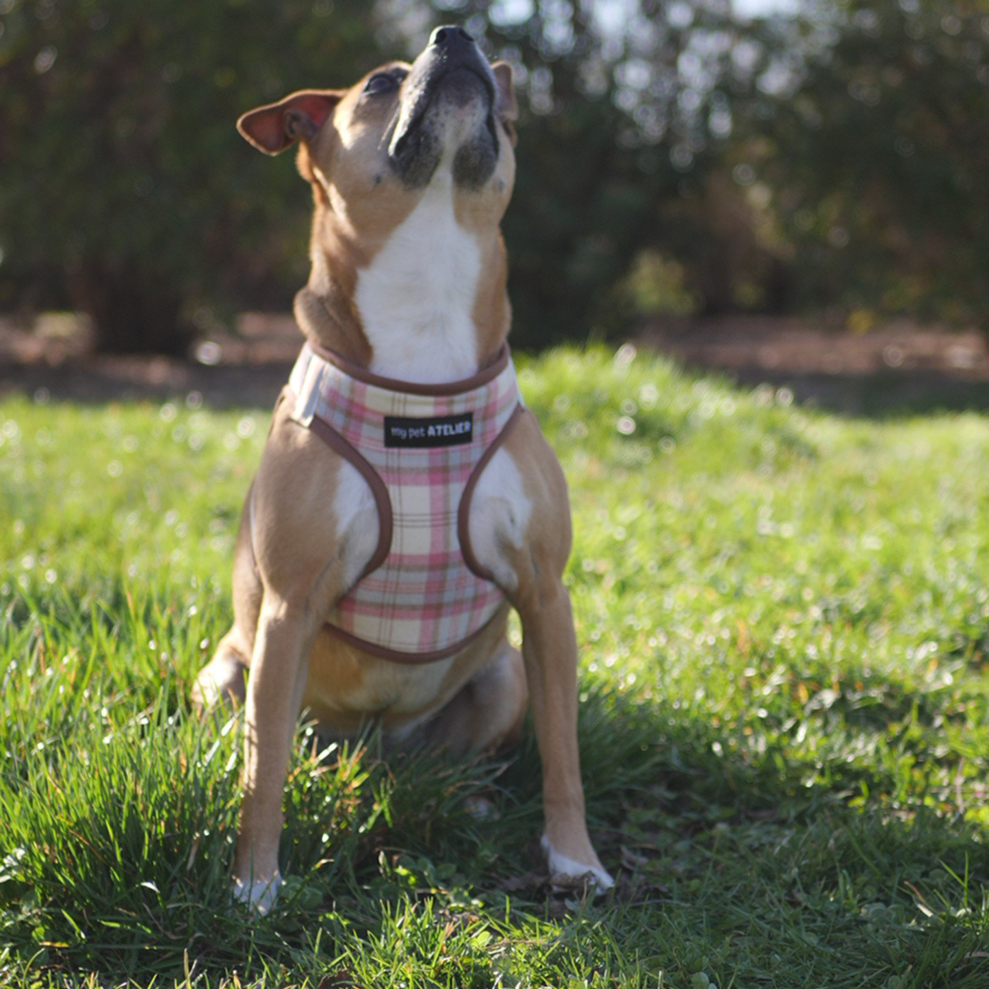 arnes body rosa cuadros para perro