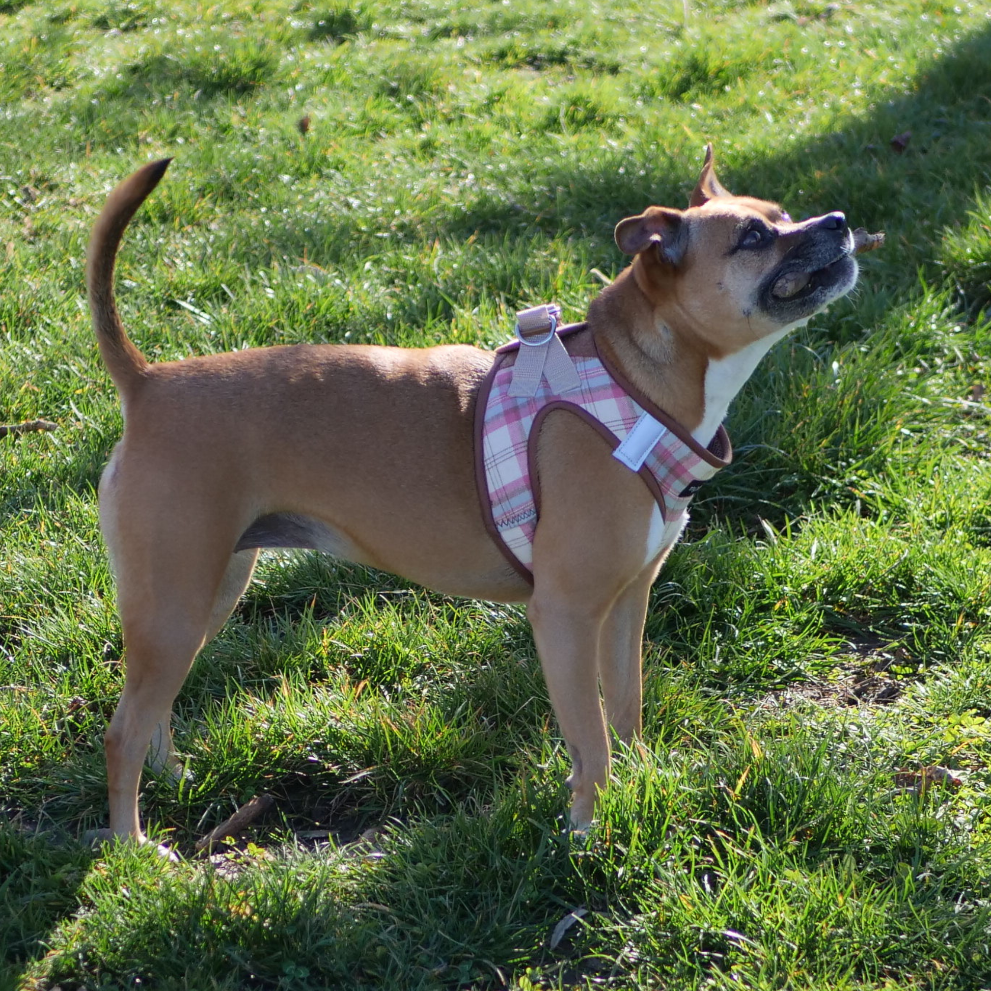perro con arnes rosa elegante
