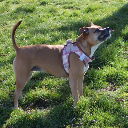 perro con arnes rosa elegante