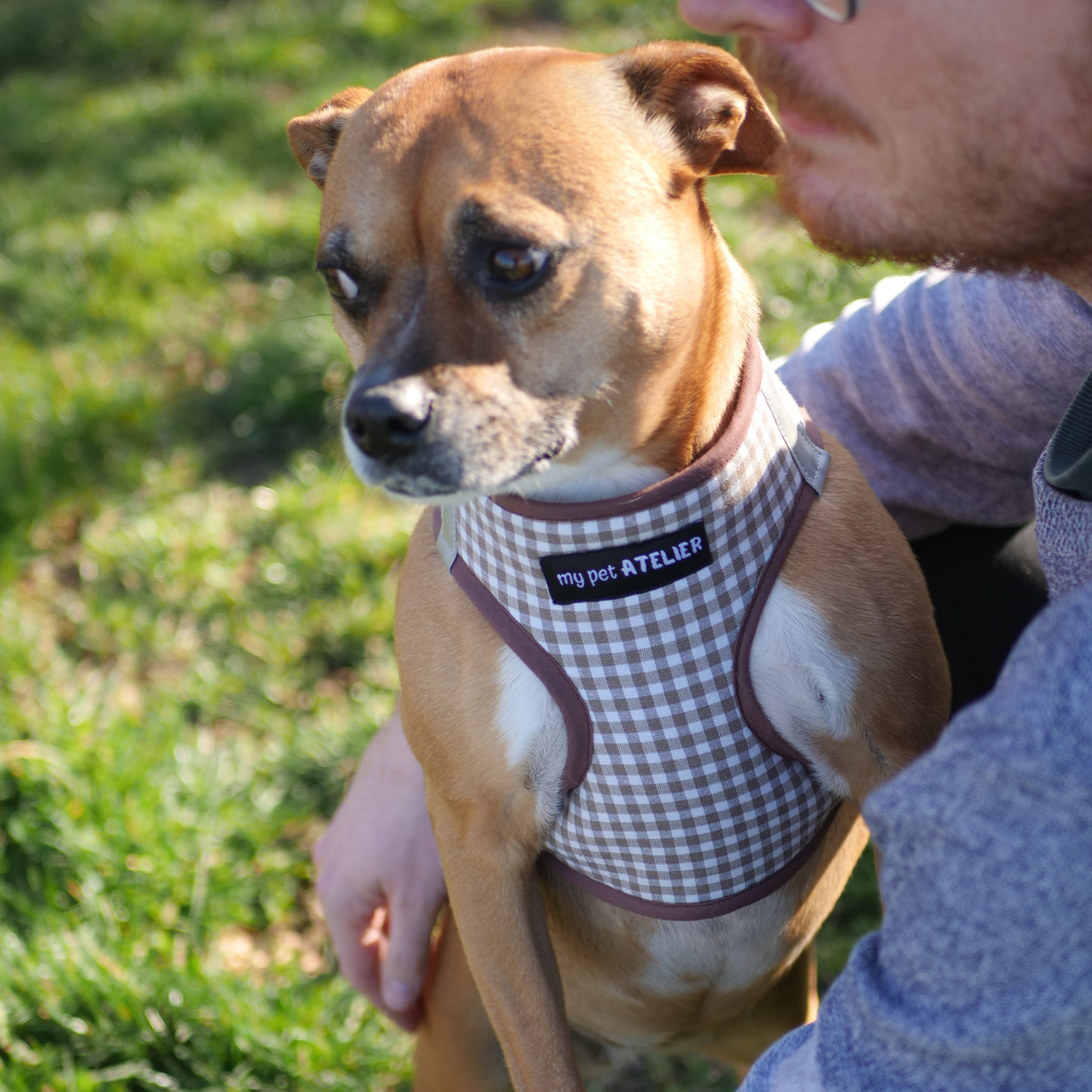 perro bonito con su arnes