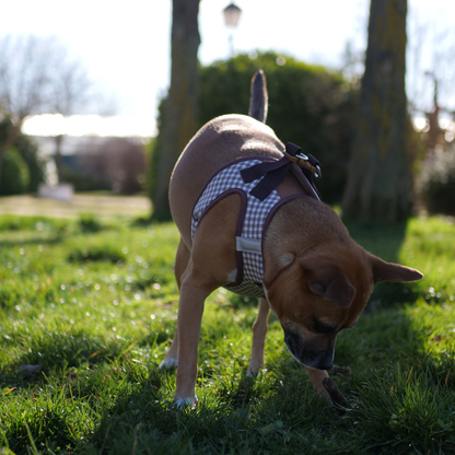 perro comodo con su arnes 