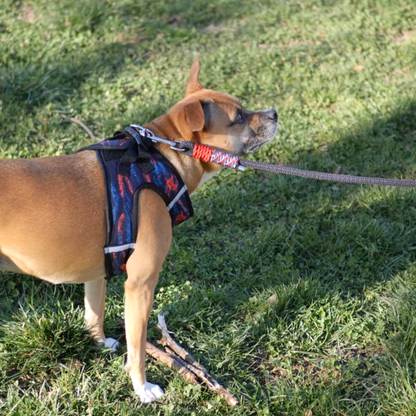 Correa de paseo para perro en negro y rojo de la marca Mi tienda, resistente y cómoda para paseos diarios.